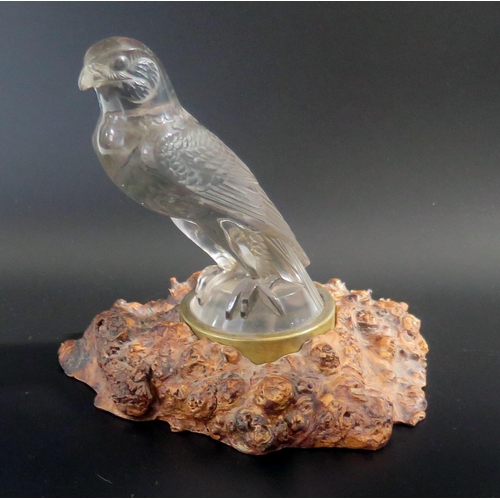 Rene Lalique a glass car mascot No 1124 "Falcon", molded R Lalique to the base, now mounted in a burr elm naturalistic base, 18.5cm high