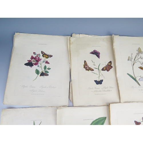 1403A - E. Donovan _ Lepidoptera _ published May 1st 1800 _ 44 tinted engravings