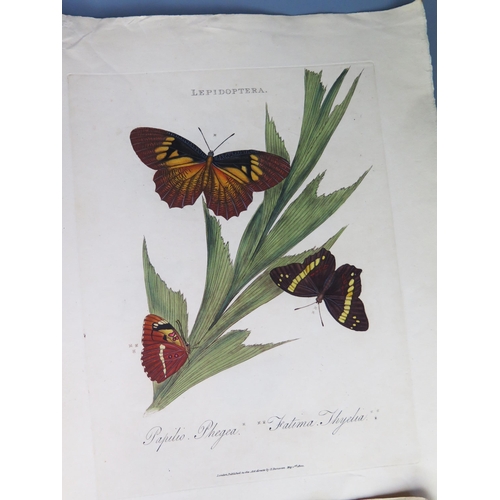 1403A - E. Donovan _ Lepidoptera _ published May 1st 1800 _ 44 tinted engravings