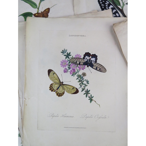 1403A - E. Donovan _ Lepidoptera _ published May 1st 1800 _ 44 tinted engravings