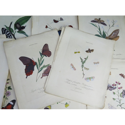 1403A - E. Donovan _ Lepidoptera _ published May 1st 1800 _ 44 tinted engravings