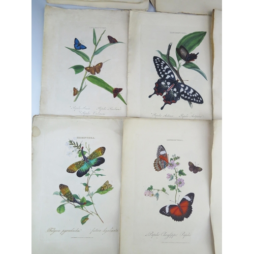 1403A - E. Donovan _ Lepidoptera _ published May 1st 1800 _ 44 tinted engravings