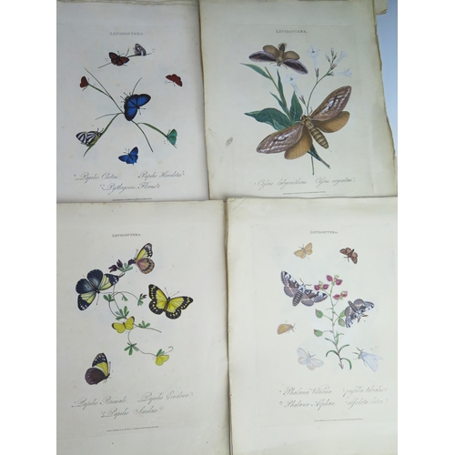 1403A - E. Donovan _ Lepidoptera _ published May 1st 1800 _ 44 tinted engravings