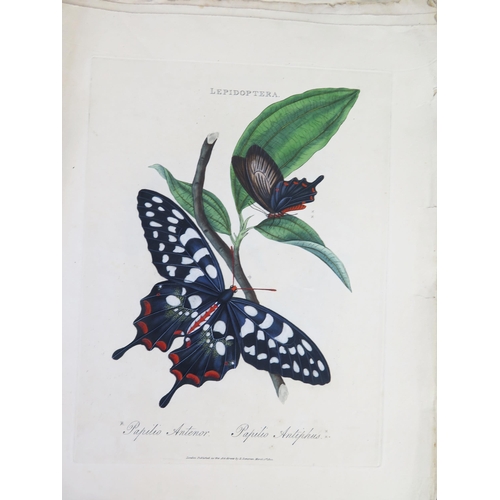 1403A - E. Donovan _ Lepidoptera _ published May 1st 1800 _ 44 tinted engravings