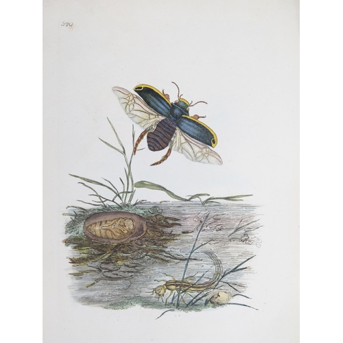 1403B - A Collection of Insect Bookplates _ butterflies, moths, beetles, dragonflies, etc. _ c. 123, circa e... 