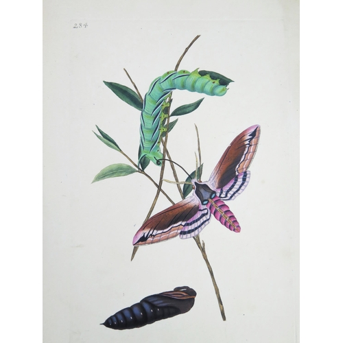 1403B - A Collection of Insect Bookplates _ butterflies, moths, beetles, dragonflies, etc. _ c. 123, circa e... 