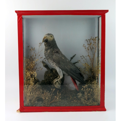 1571 - A preserved and mounted African grey parrot contained in a naturalistic setting, contained in a glaz... 