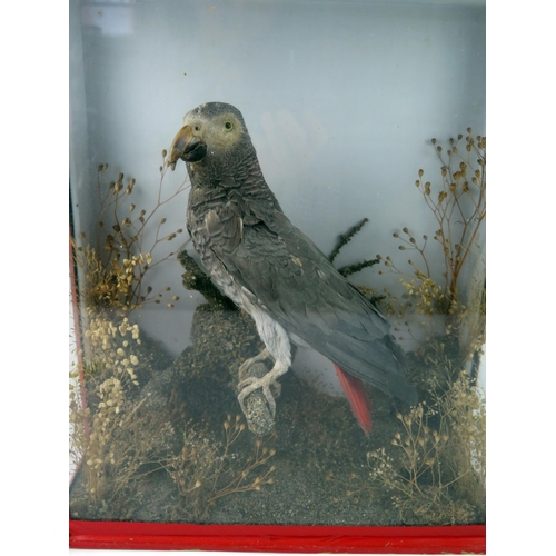 1571 - A preserved and mounted African grey parrot contained in a naturalistic setting, contained in a glaz... 