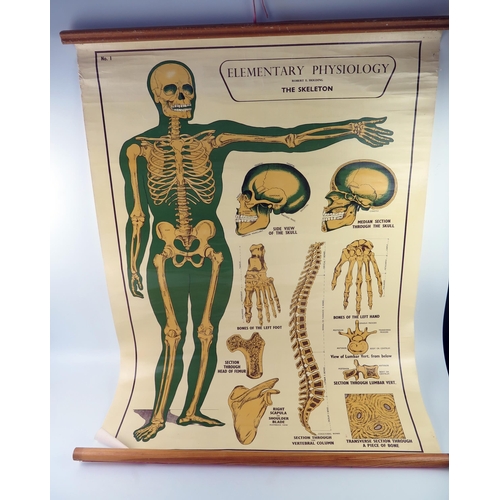 1616 - An Arnold Elementary Physiological training poster No 1 The Skeleton. 100 x 72cm. 
Provenance: Dr. M... 