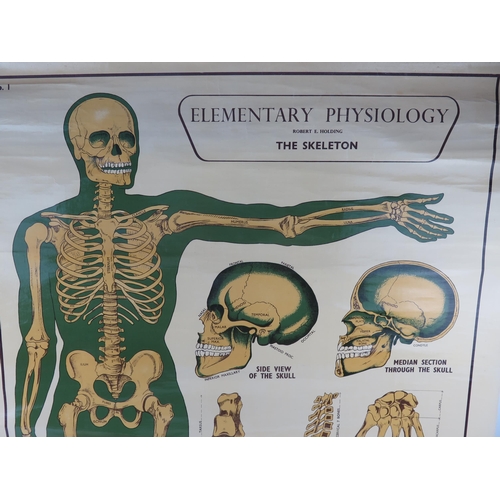 1616 - An Arnold Elementary Physiological training poster No 1 The Skeleton. 100 x 72cm. 
Provenance: Dr. M... 