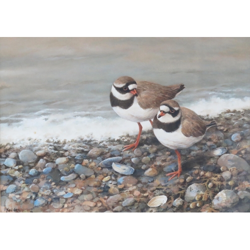 1376 - NEIL COX (b.1955) 'Ringed Plover on a pebble beach' signed lower left, watercolour, 25 x35cm.