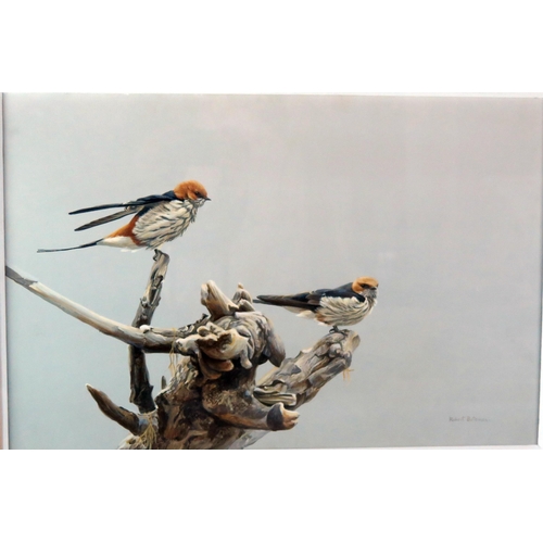 1402 - Robert Bateman (b1930) Striped Swallows, watercolour, signed bottom right Robert Bateman, 39 x 59cm ...