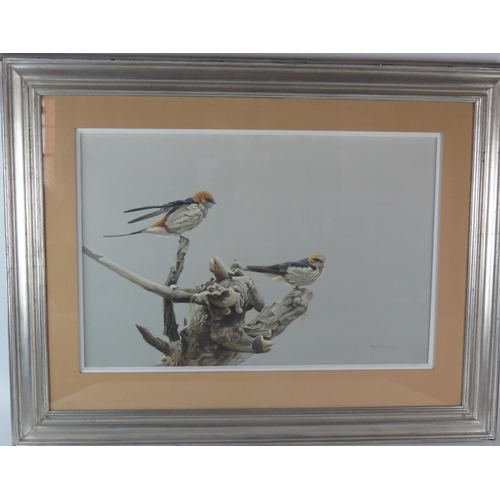 1402 - Robert Bateman (b1930) Striped Swallows, watercolour, signed bottom right Robert Bateman, 39 x 59cm ... 