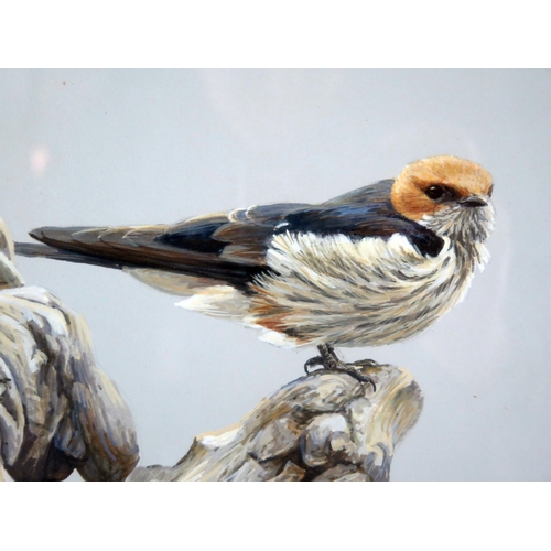 1402 - Robert Bateman (b1930) Striped Swallows, watercolour, signed bottom right Robert Bateman, 39 x 59cm ... 