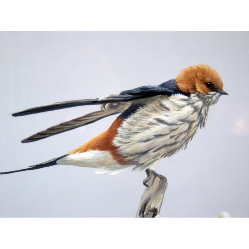 1402 - Robert Bateman (b1930) Striped Swallows, watercolour, signed bottom right Robert Bateman, 39 x 59cm ... 