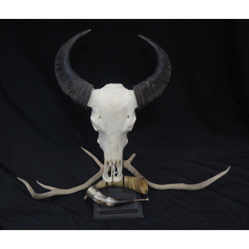 1304 - A Asian Water Buffalo skull and horns, together with a pair of deer antlers, and two cow horns,