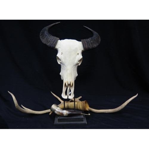 1304 - A Asian Water Buffalo skull and horns, together with a pair of deer antlers, and two cow horns,