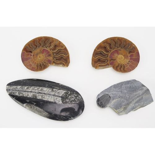 1172 - Two sections of ammonite fossils, a trilobite fossil and one other.