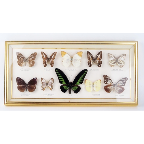 1685 - A collection of preserved and mounted butterflies, mostly Southeast Asian species, mounted and frame... 