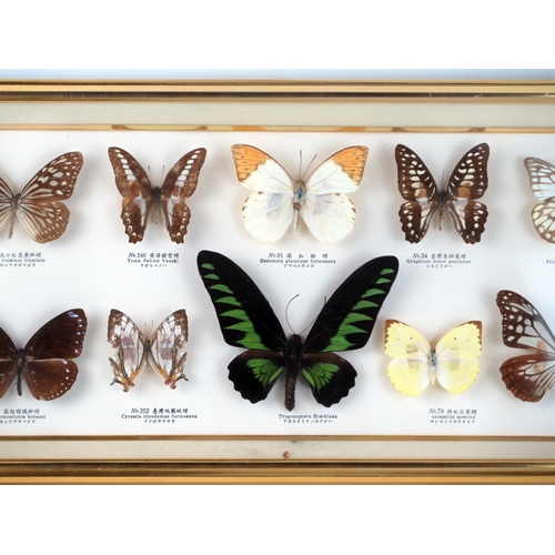 1685 - A collection of preserved and mounted butterflies, mostly Southeast Asian species, mounted and frame... 