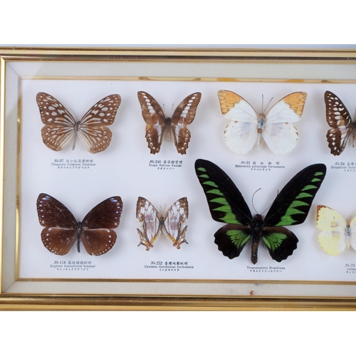 1685 - A collection of preserved and mounted butterflies, mostly Southeast Asian species, mounted and frame... 