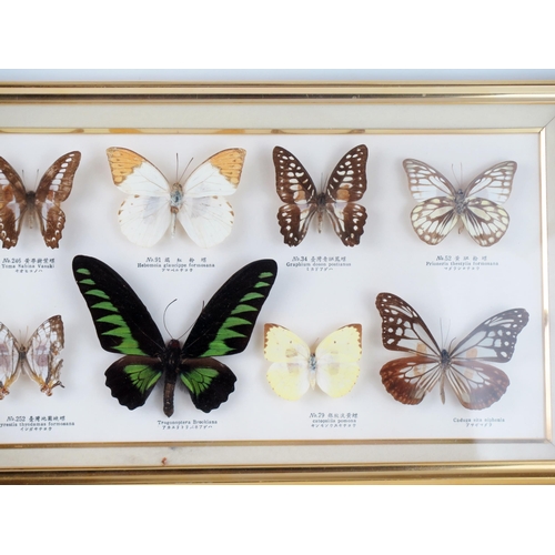 1685 - A collection of preserved and mounted butterflies, mostly Southeast Asian species, mounted and frame... 