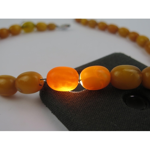 137 - A Graduated Amber Bead Necklace, 17.6x13.7mm largest bead, 16.5