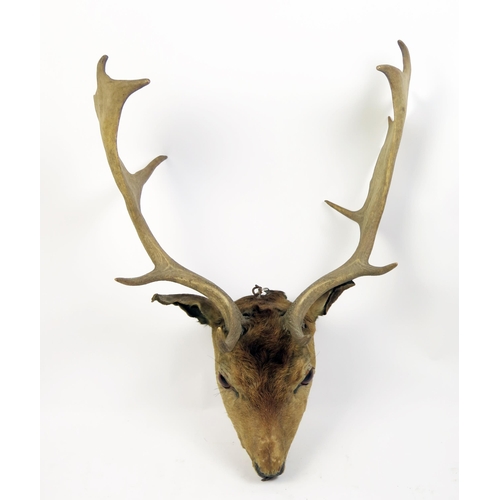 1685A - A preserved stags head, with inset glass eyes.