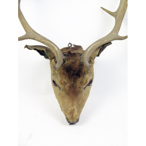 1685A - A preserved stags head, with inset glass eyes.