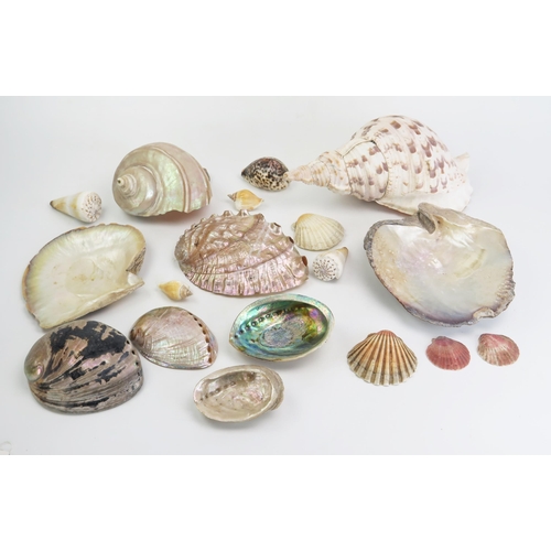 182 - A collection of abalone, conch, cowrie and other sea shells.