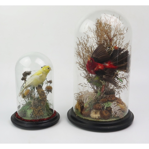 183 - Two taxidermy exotic birds, mounted in naturalistic grass settings, contained under glass domes, 34c... 