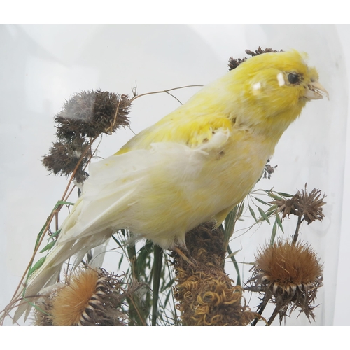 183 - Two taxidermy exotic birds, mounted in naturalistic grass settings, contained under glass domes, 34c... 