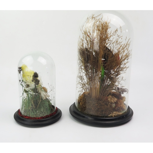 183 - Two taxidermy exotic birds, mounted in naturalistic grass settings, contained under glass domes, 34c... 