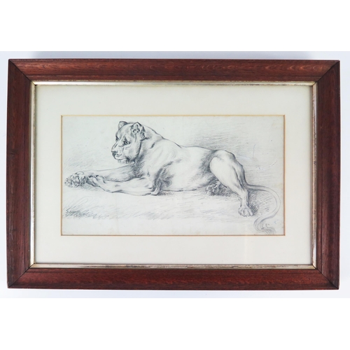 338 - J Jaques, early C20th pencil study of a resting lion, signed lower left, 40 x 22cm, F & G