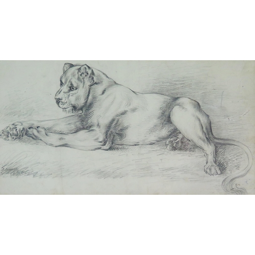 338 - J Jaques, early C20th pencil study of a resting lion, signed lower left, 40 x 22cm, F & G