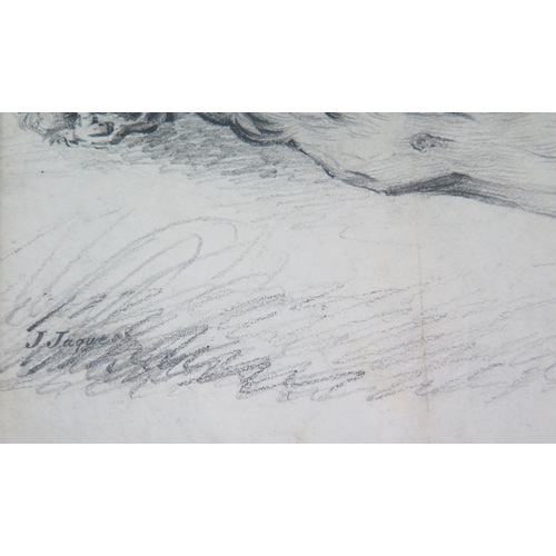 338 - J Jaques, early C20th pencil study of a resting lion, signed lower left, 40 x 22cm, F & G