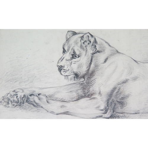 338 - J Jaques, early C20th pencil study of a resting lion, signed lower left, 40 x 22cm, F & G