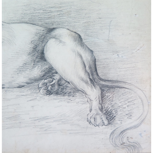 338 - J Jaques, early C20th pencil study of a resting lion, signed lower left, 40 x 22cm, F & G