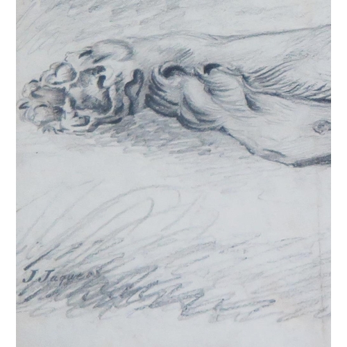 338 - J Jaques, early C20th pencil study of a resting lion, signed lower left, 40 x 22cm, F & G