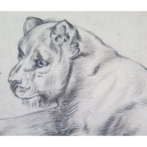 338 - J Jaques, early C20th pencil study of a resting lion, signed lower left, 40 x 22cm, F & G