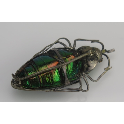 45 - A 'Jewel' Beetle (Buprestidae) Iridescent Brooch with silver filigree mount, 50.3mm
