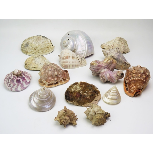 1338 - A collection of assorted sea shells including abalone, conch, and others.