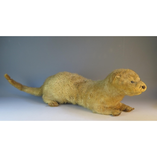 1598 - A preserved European Otter (Lutra lutra), full size, 74cm long.