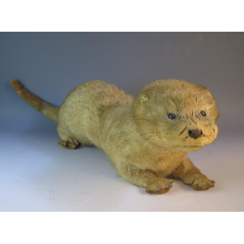 1598 - A preserved European Otter (Lutra lutra), full size, 74cm long.