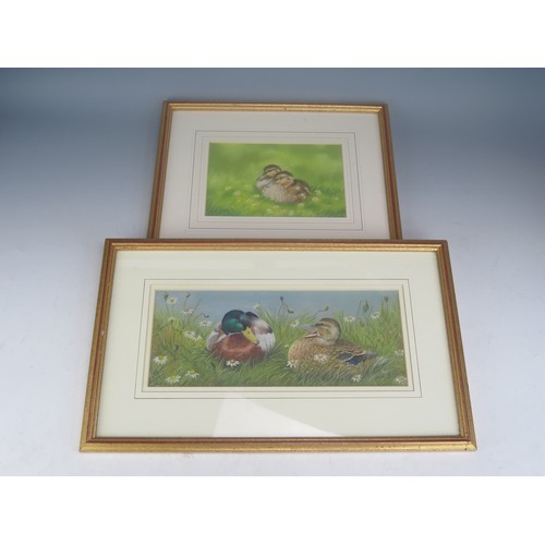 1682B - Janet Pidoux, two studies of ducks, pastel, largest 30.5x12cm, F&G