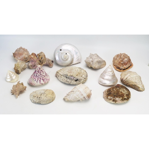 1092 - A collection of assorted sea shells including abalone, conch, and others.