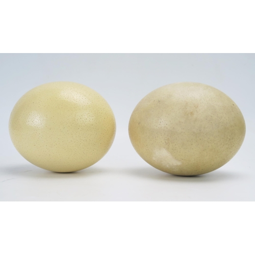 1117 - Two ostrich eggs.