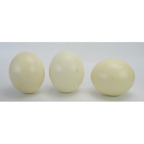 1286 - Three plain ostrich eggs, 16cm long. (3).