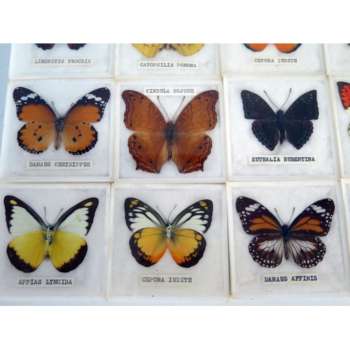 1374 - A collection of Asian butterflies, contained in fitted cases, (12).