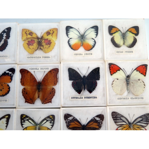 1374 - A collection of Asian butterflies, contained in fitted cases, (12).